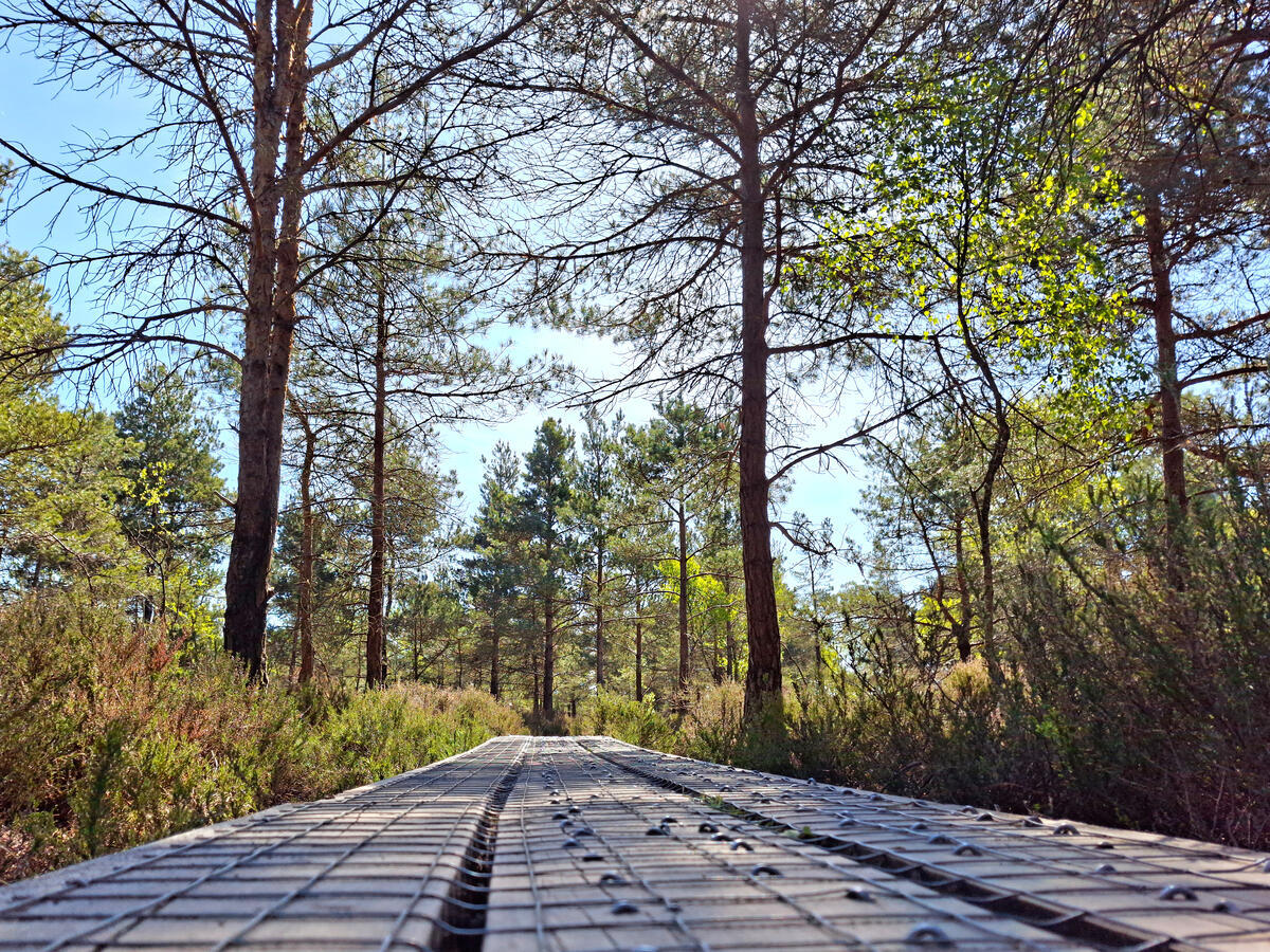 Abbeyleix Bog Walk, Boardwalk, Co Laois
