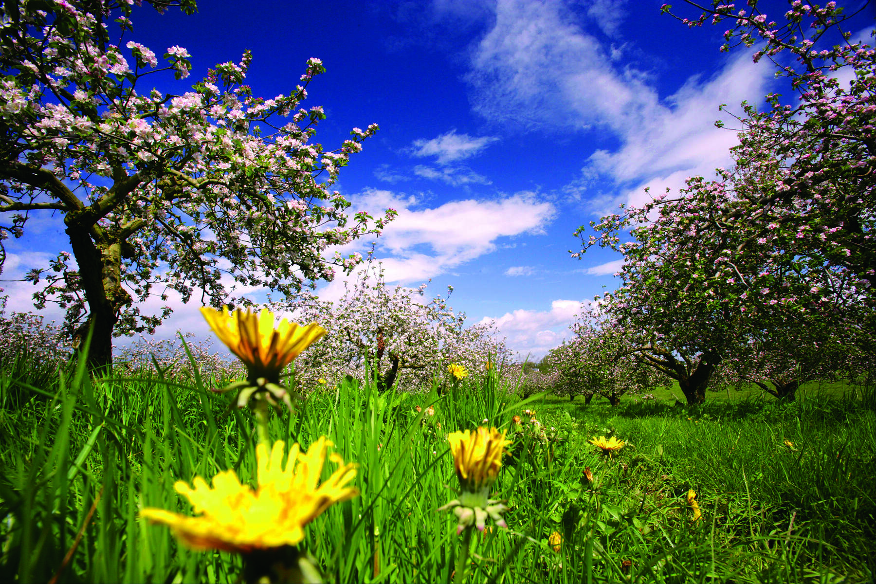 Ardress House Gardens, Co. Armagh