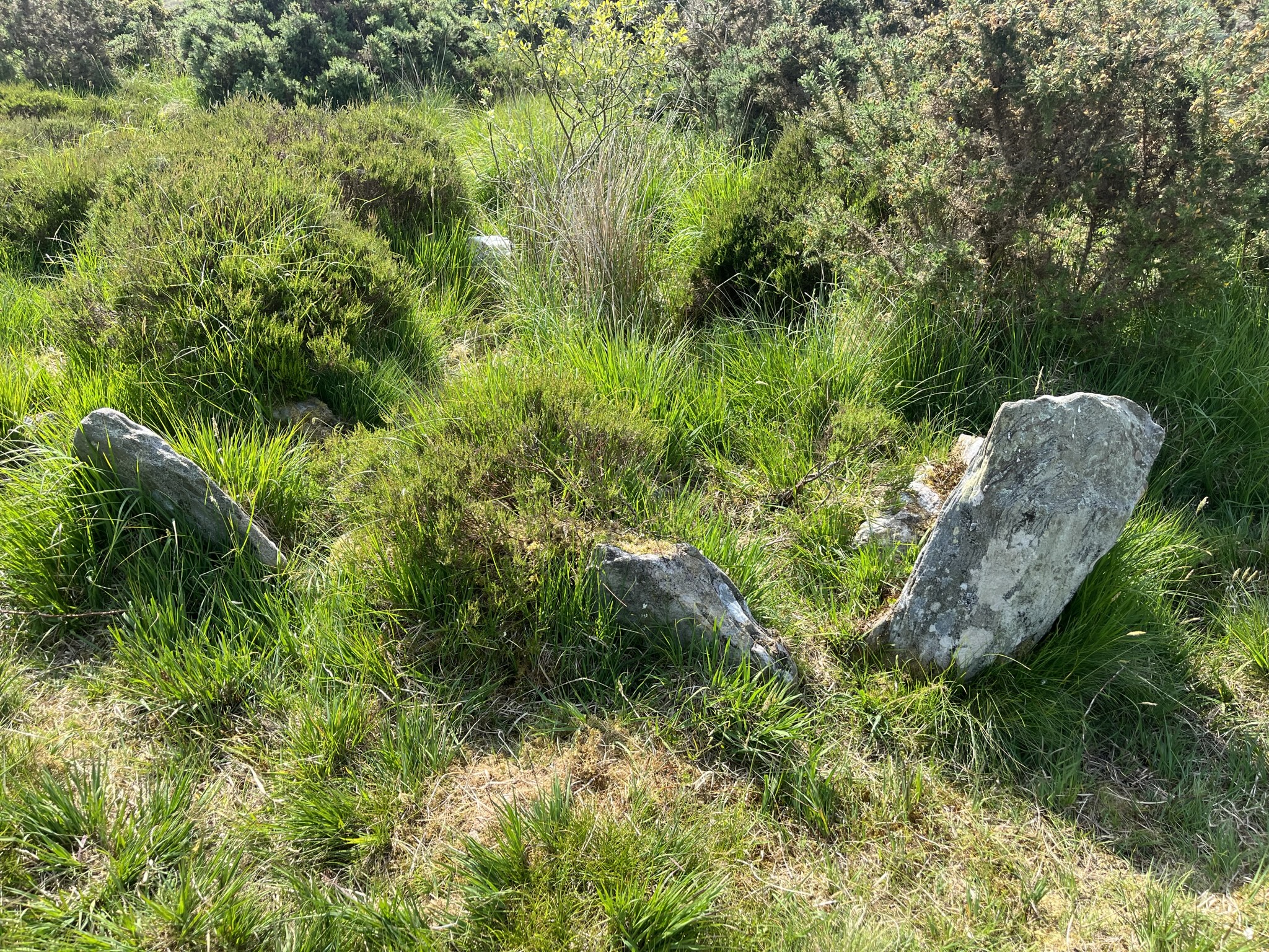 The wedge tomb is the southernmost of those found at the Ballygroll Prehistoric Landscape.