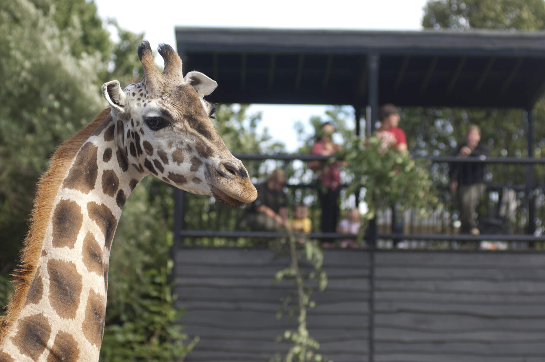Belfast Zoo , Co. Antrim - Giraffe enjoying the visitors