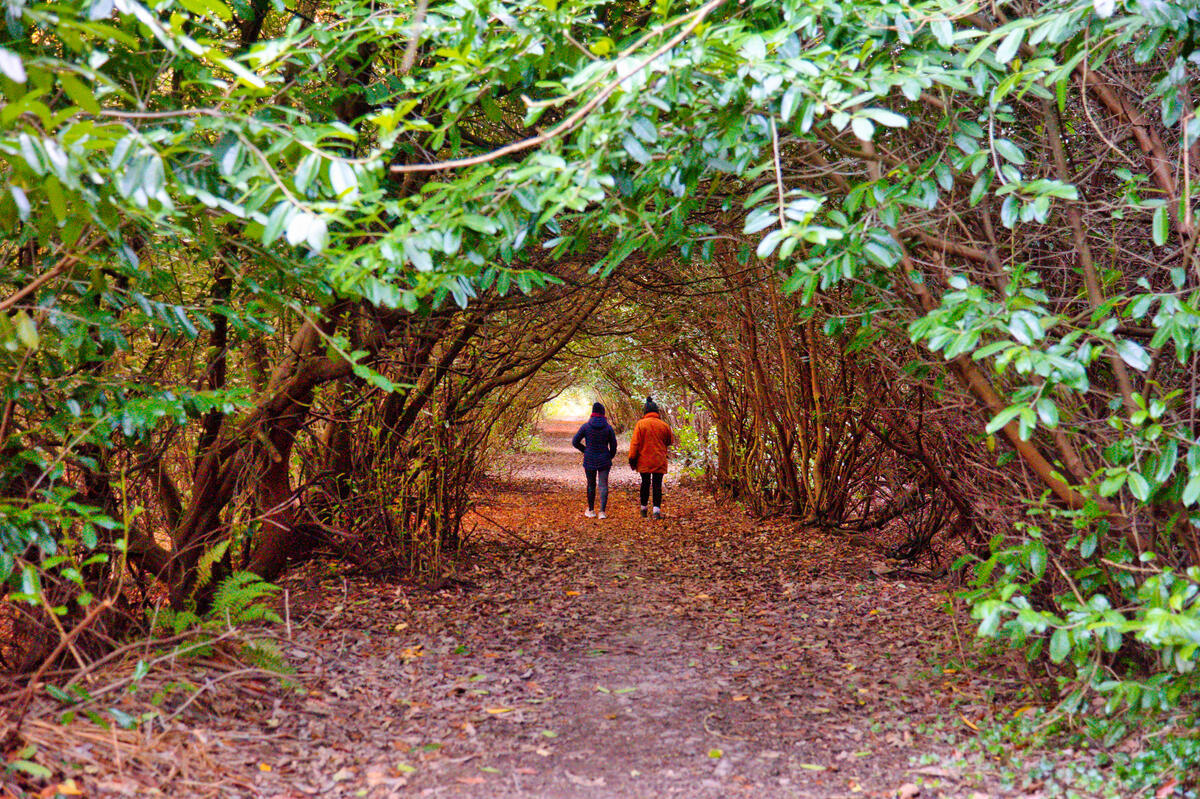 Castlemorris Wood Looped Walk, Knocktopher, Co Kilkenny