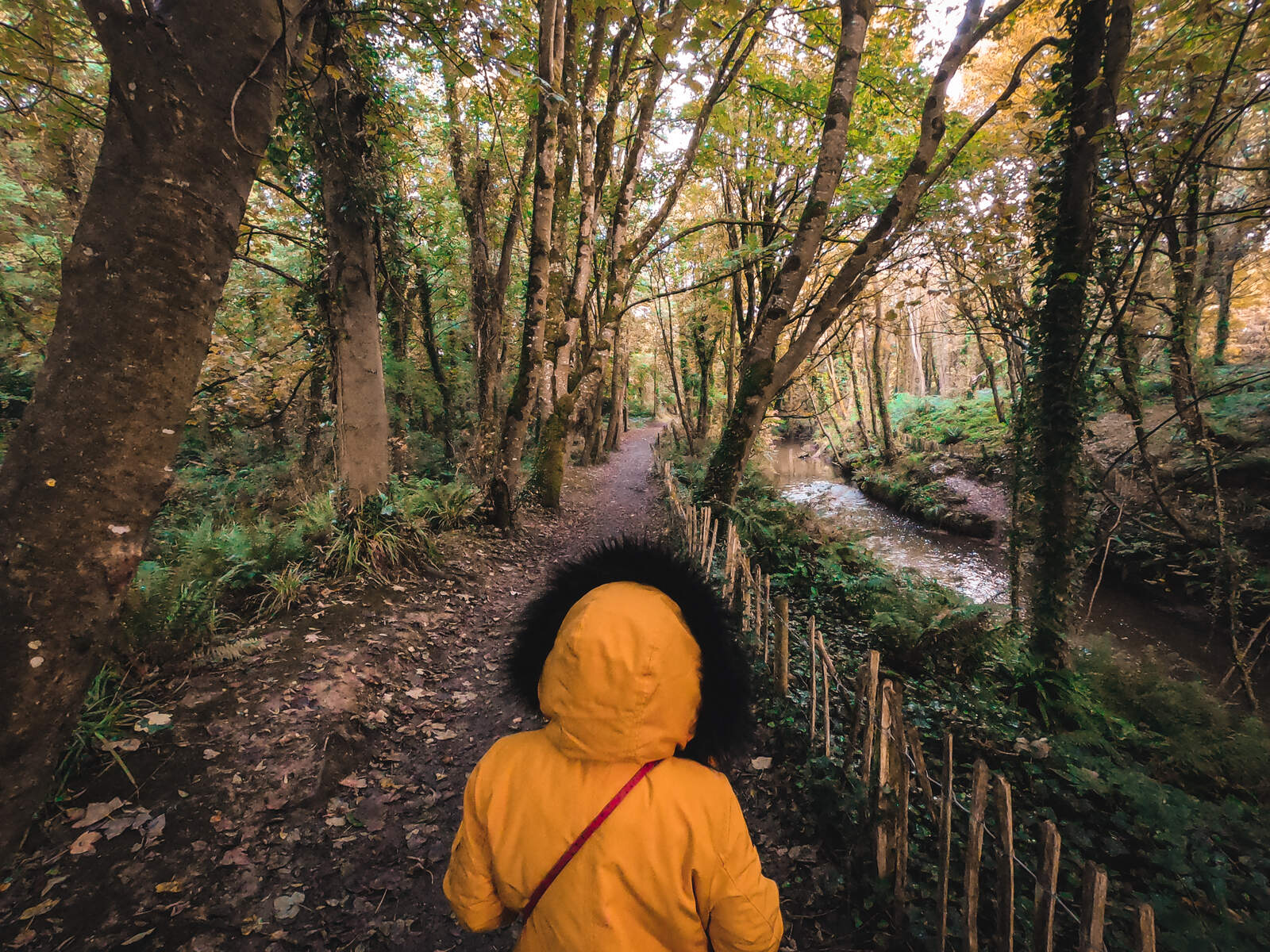 Courtown Woods walking trail, Co Wexford