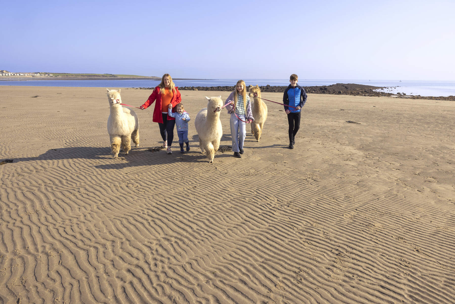 Cranfield Alpacas, Kilkeel, Co. Down - Embrace a Giant Spirit
