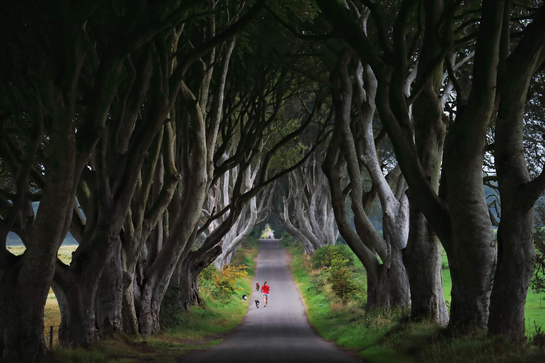 Davagh Forest