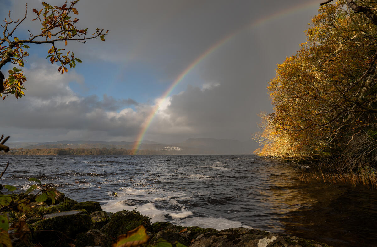 Hazelwood Forest