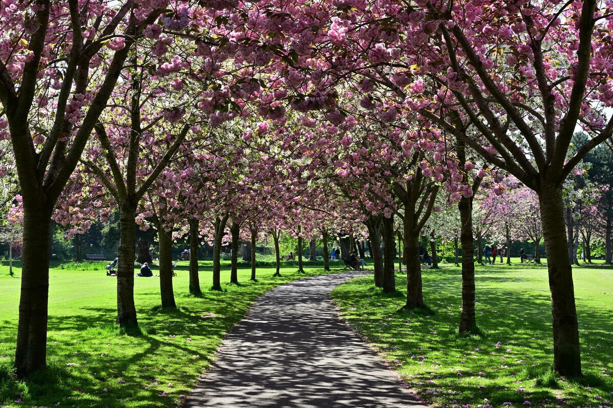 Ballsbridge, Dublin – Affluent Riverside Suburb