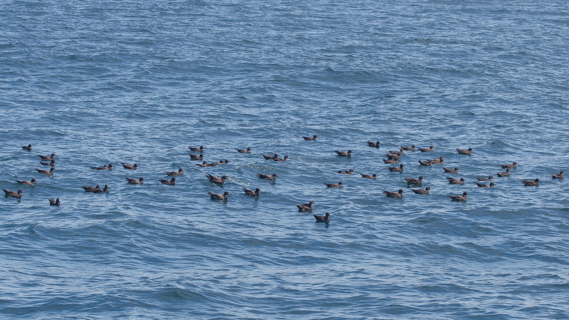 Rafting, a common behaviour in shearwaters