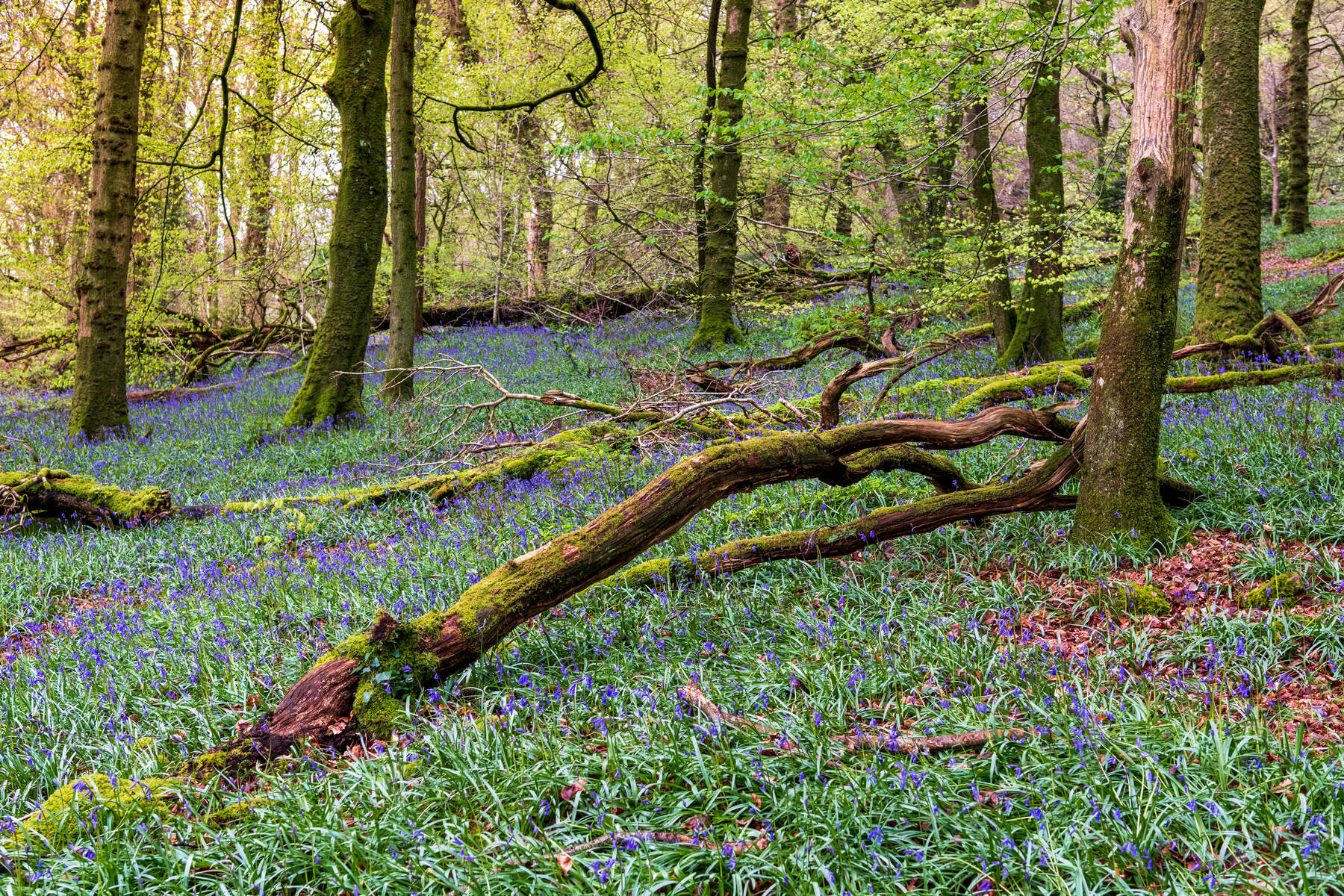 Slieve Gullion Forest
